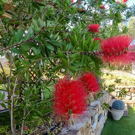 Su Kiniperu Maracalagonis